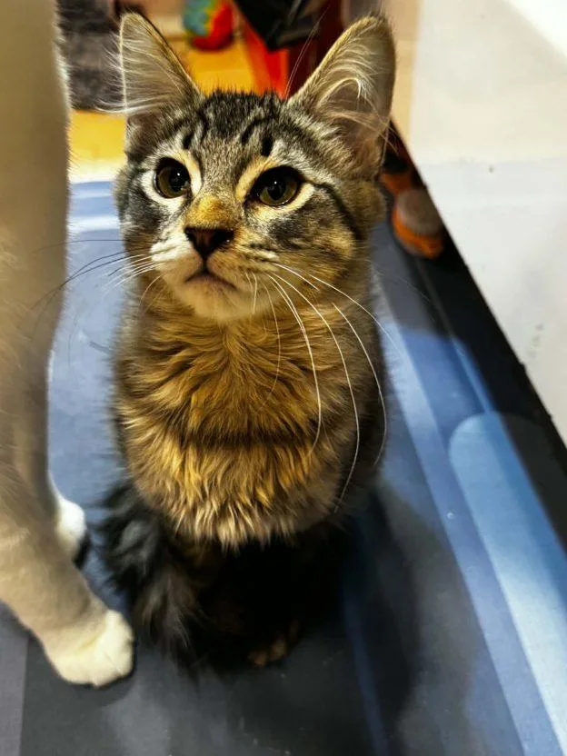 A baby medium-sized male Tabby (Buff / Tan / Fawn) Tabby cat named Kuiper for adoption in Anchorage, AK