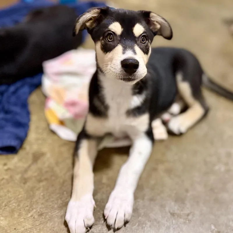 A baby medium-sized male Black Husky dog named Bowie for adoption in Green Bay, WI