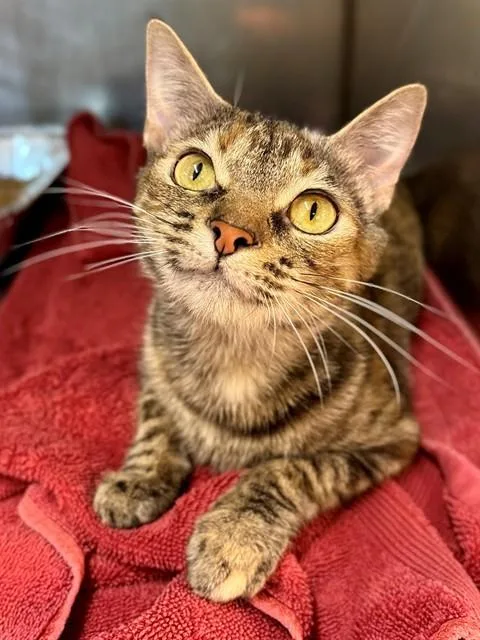 A young small-sized female Domestic Short Hair cat named Momma Lou for adoption in York, SC