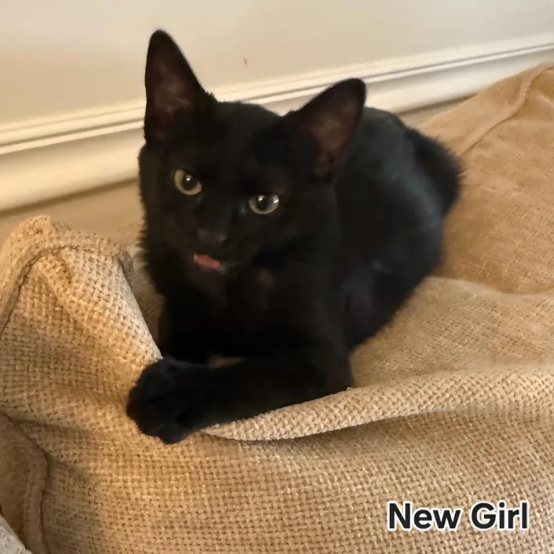 A baby small-sized female Black Domestic Short Hair cat named New Girl for adoption in Layton, UT