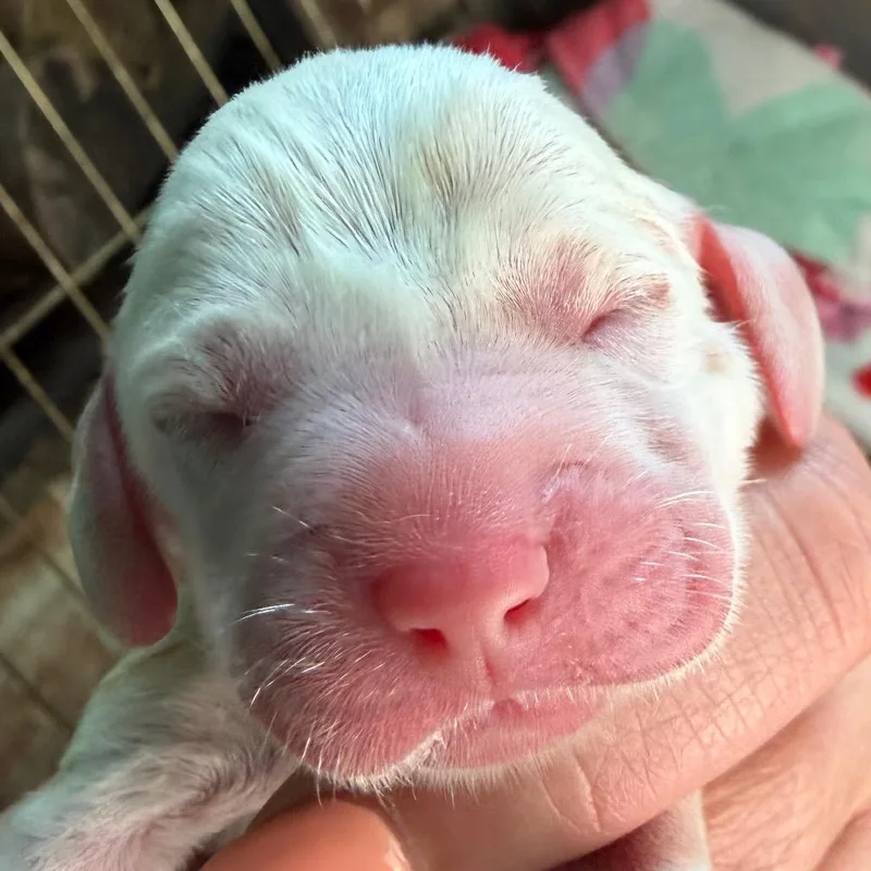 A baby medium-sized female White / Cream Beagle dog named Sakura for adoption in Greenfield, IN