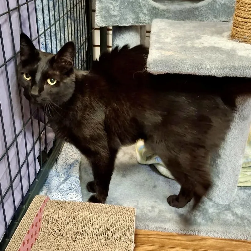 An adult large-sized male Black Domestic Short Hair cat named Matthew for adoption in Saratoga Springs, NY