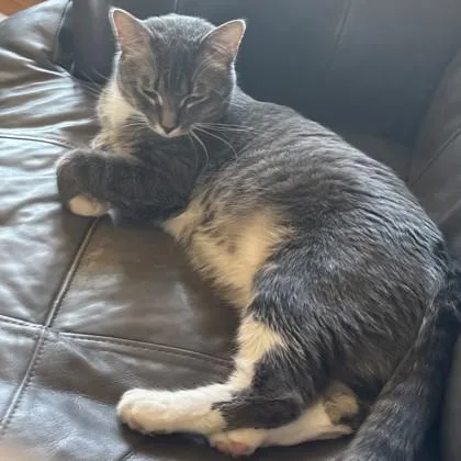 A young medium-sized male Tabby (Gray / Blue / Silver) Domestic Short Hair cat named Milo for adoption in Dubuque, IA