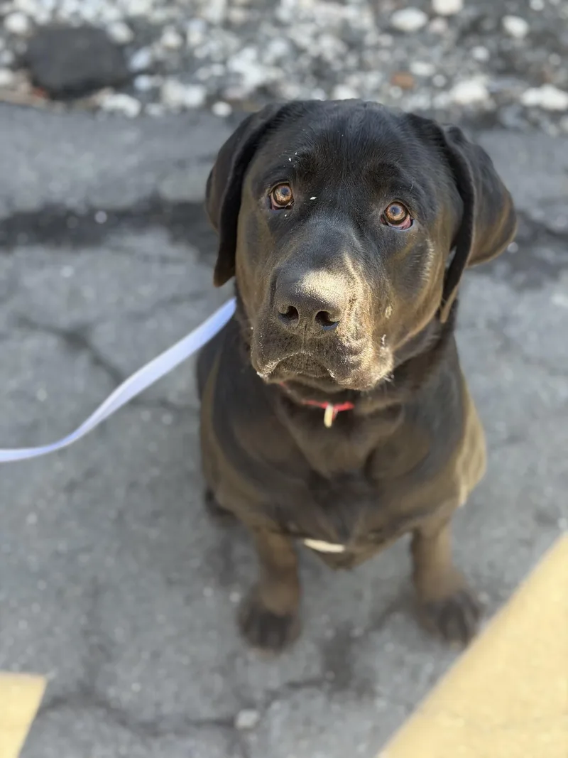 Clifford thumbnail 2