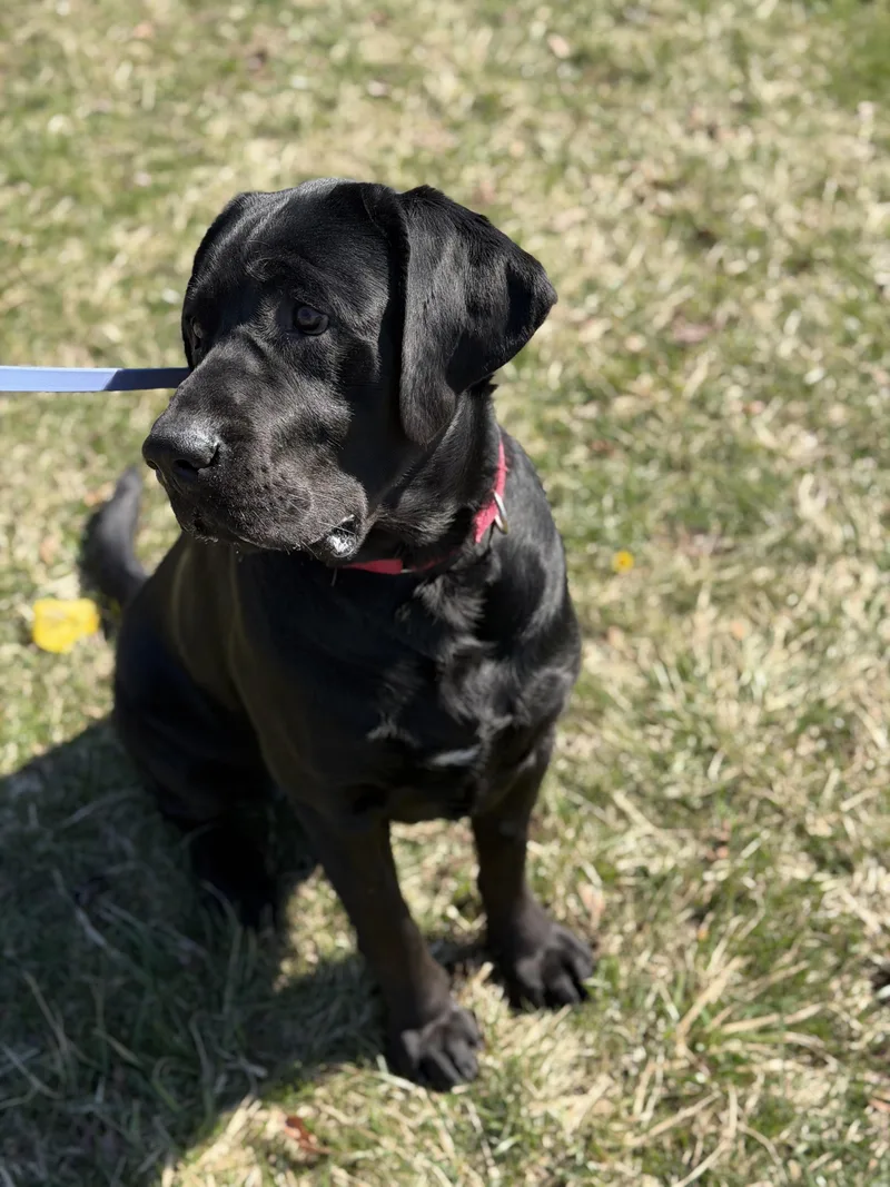 Clifford thumbnail 3