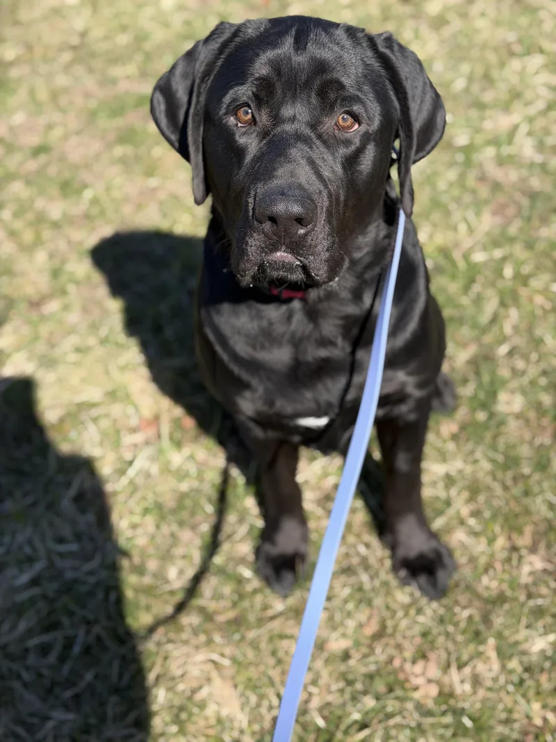 Clifford thumbnail 4