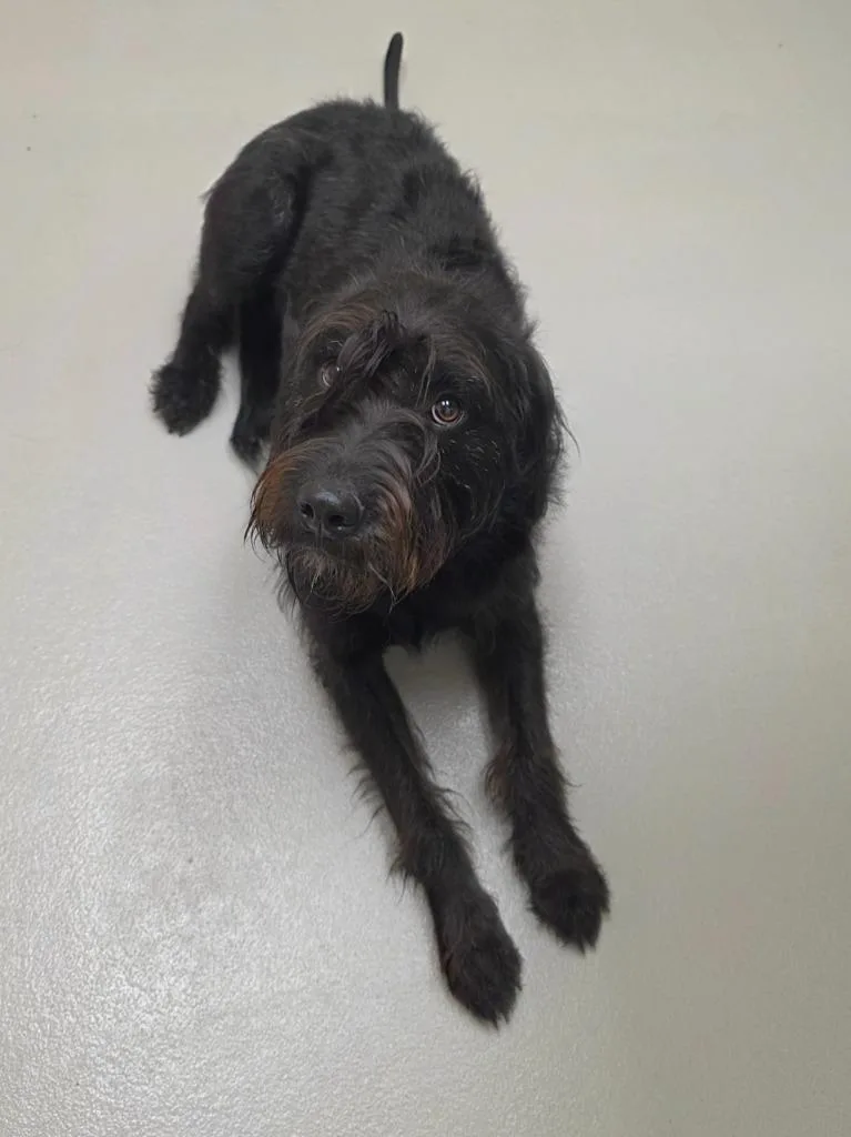 A young medium-sized female Mixed Breed dog named Ruby for adoption in Greeneville, TN