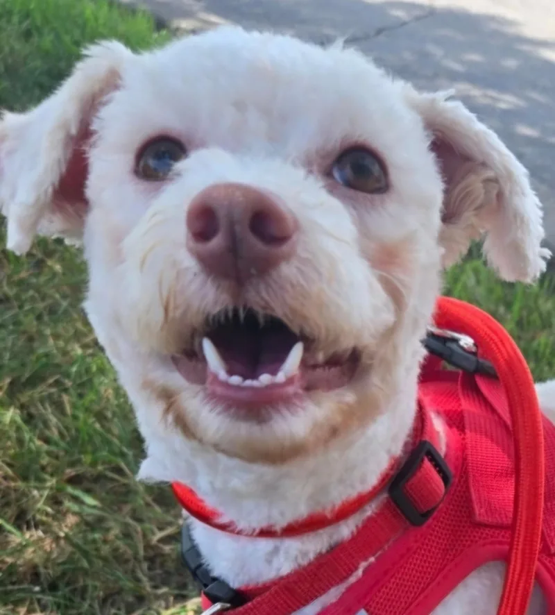 An adult small-sized female White / Cream Maltese dog named Kiwi for adoption in Racine, WI