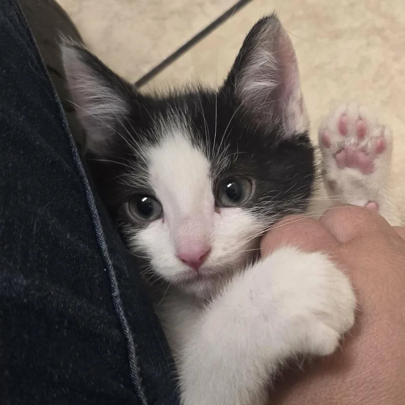 A young medium-sized male Domestic Short Hair cat named Andromeda for adoption in Las Vegas, NV