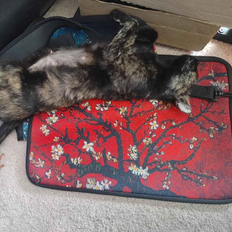 An adult medium-sized female Tortoiseshell Domestic Short Hair cat named Esperanza AR for adoption in Austin, TX