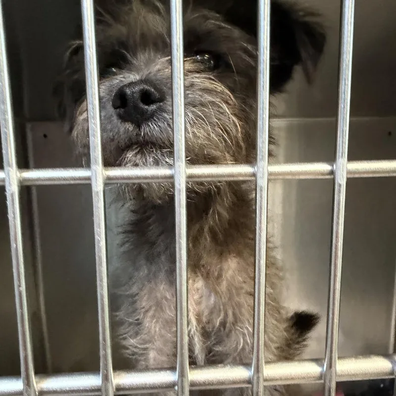 A young medium-sized male Labrador Retriever dog named Frankie Grande for adoption in Austin, TX