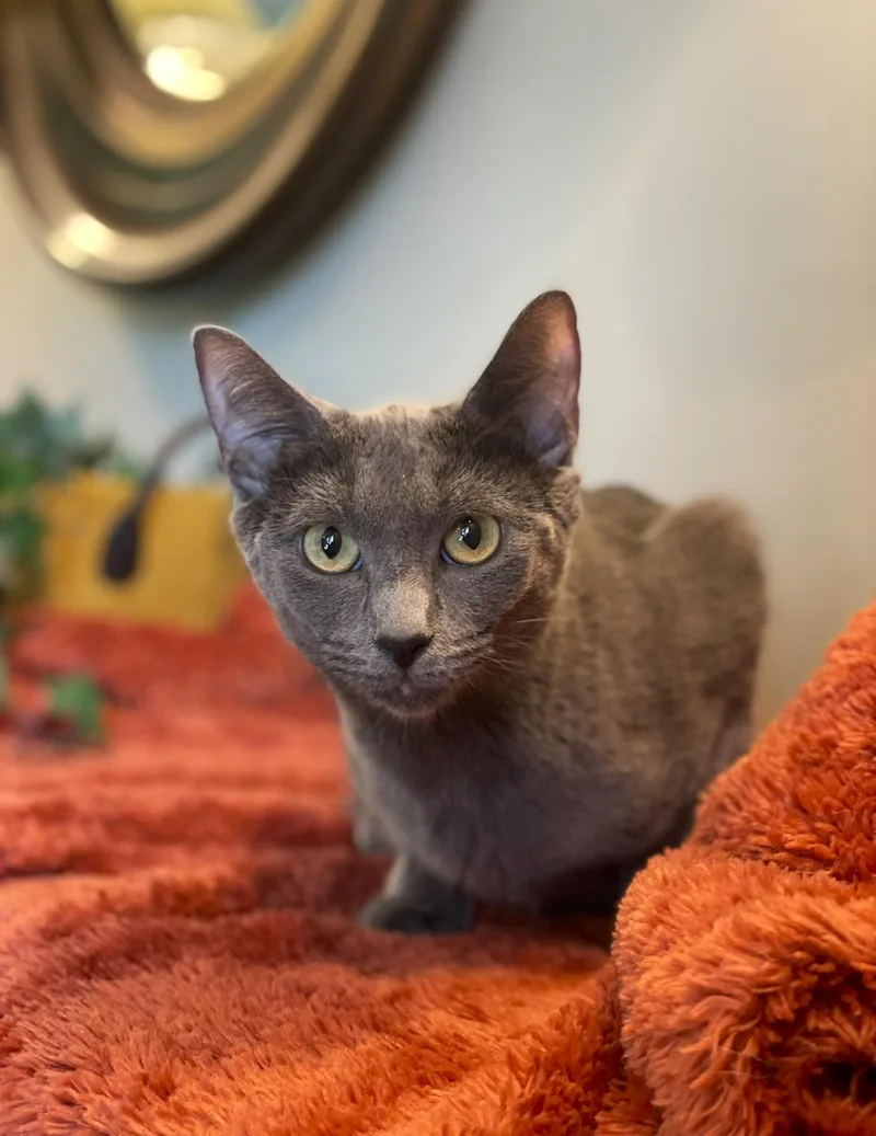 An adult medium-sized female Gray / Blue / Silver Domestic Short Hair cat named Athena for adoption in Taylor, MI