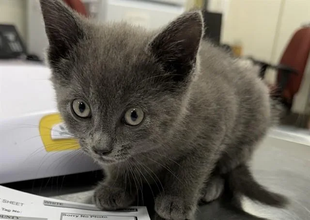 A baby small-sized male Domestic Short Hair cat named Cayenne for adoption in Upper Marlboro, MD