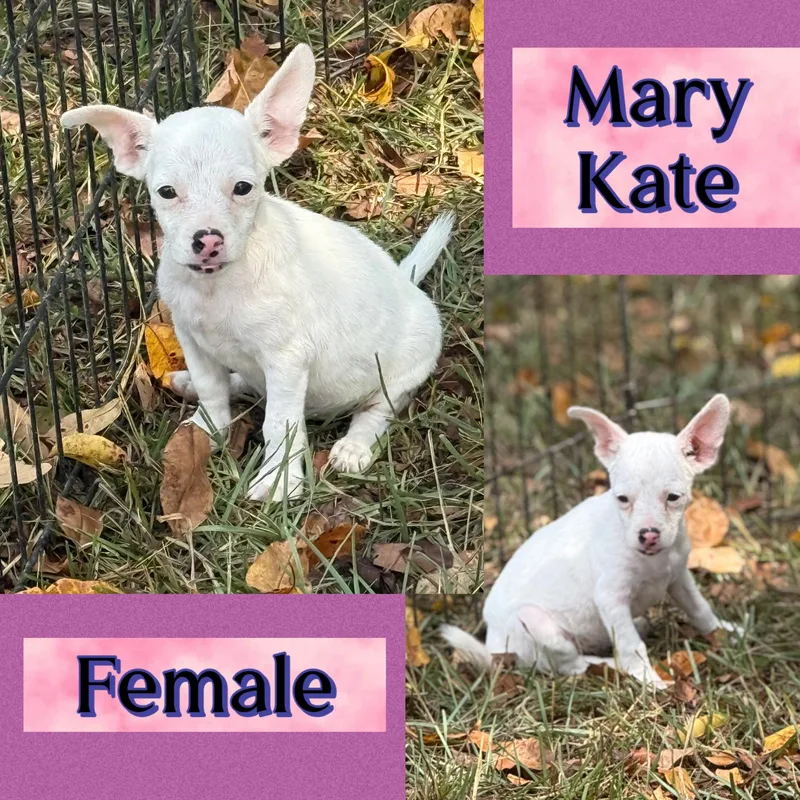 A baby medium-sized female Terrier dog named Mary Kate for adoption in Manchester, CT