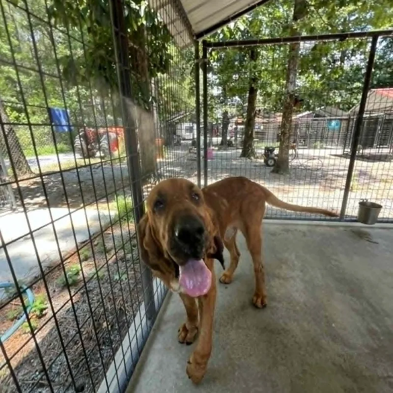 An adult large-sized male Red / Chestnut / Orange Bloodhound dog named Hank for adoption in Smithfield, NC