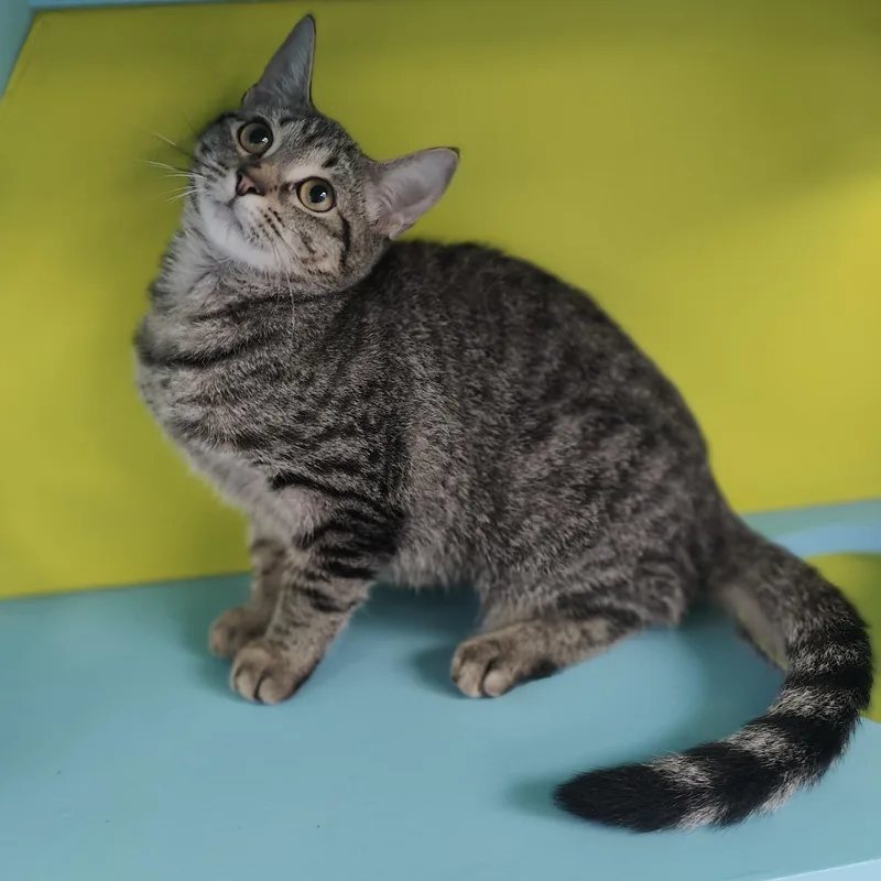 A baby small-sized female Tabby (Brown / Chocolate) Domestic Short Hair cat named Lime for adoption in Jersey city, NJ