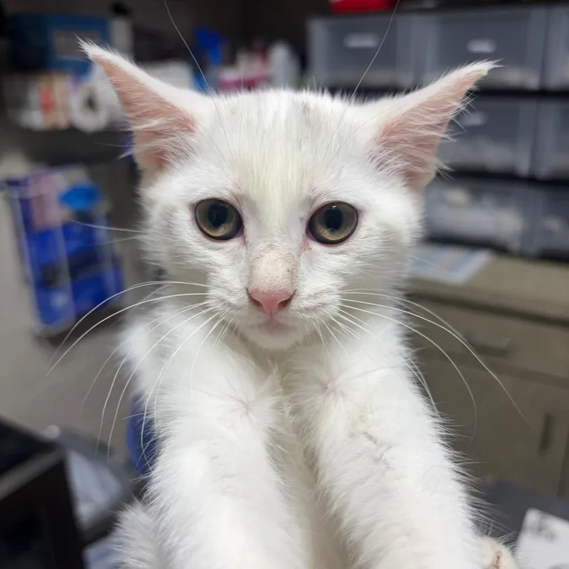 A baby small-sized female White Domestic Short Hair cat named Aurora for adoption in Milton, FL