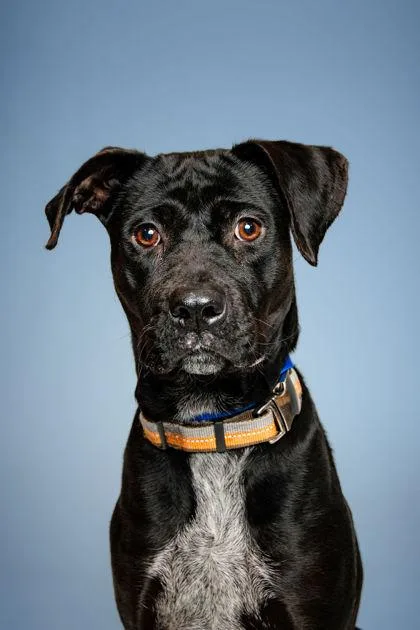 A young large-sized female Mixed Breed dog named Wynne for adoption in Knoxville, TN