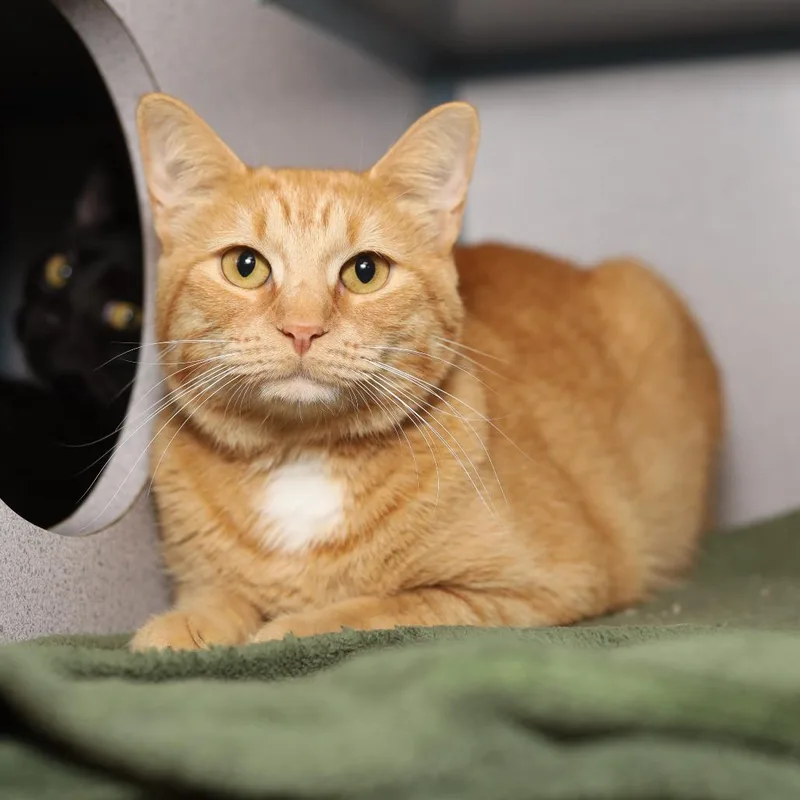 An adult medium-sized female Orange / Red Domestic Short Hair cat named Melody for adoption in Evansville, IN