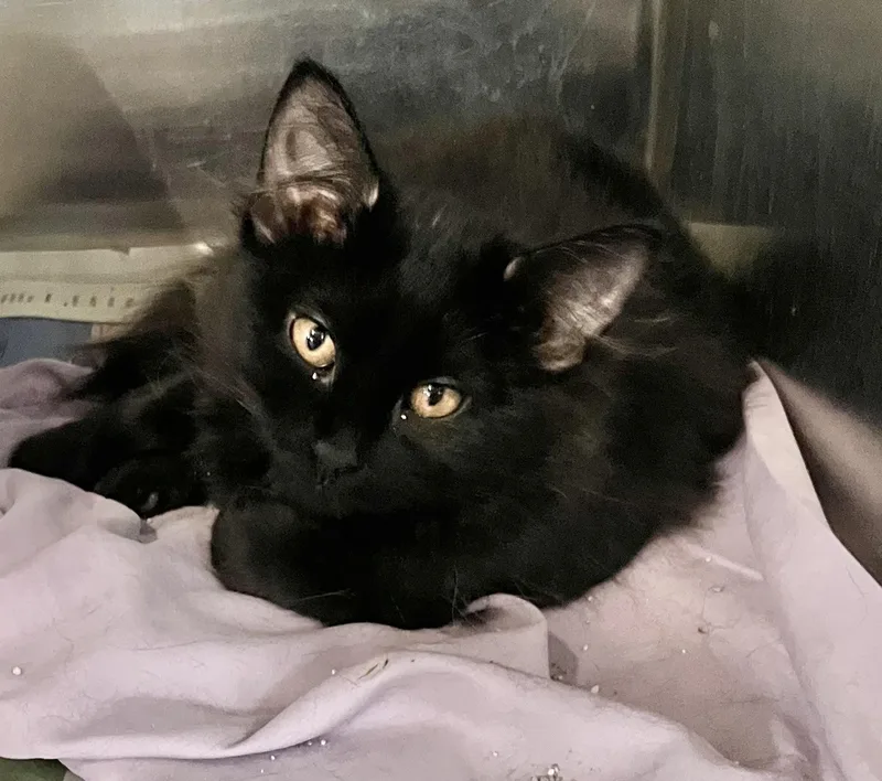 A baby medium-sized female Black Domestic Short Hair cat named Dani for adoption in Parma, OH