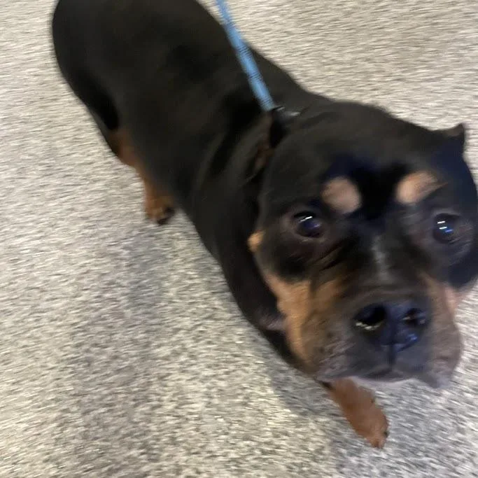 An adult large-sized male Black Mixed Breed dog named Gunner for adoption in Port Charlotte, FL