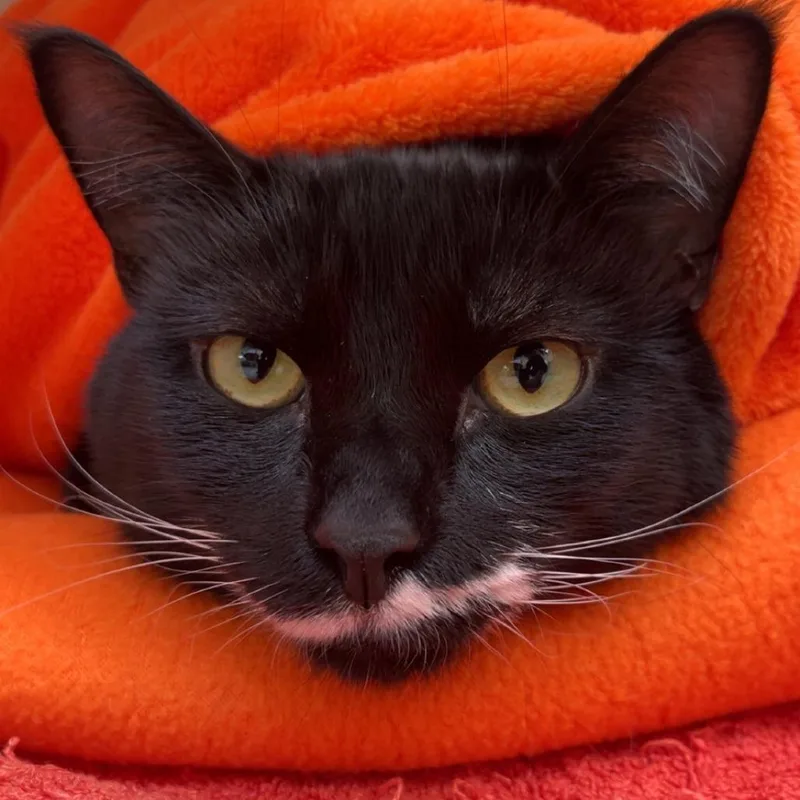 An adult extra large-sized male Black Domestic Short Hair cat named Fender for adoption in Newark, NJ