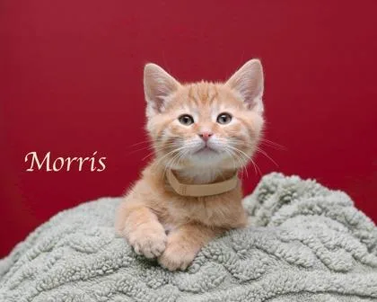 Morris