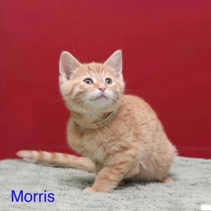 Morris thumbnail 2
