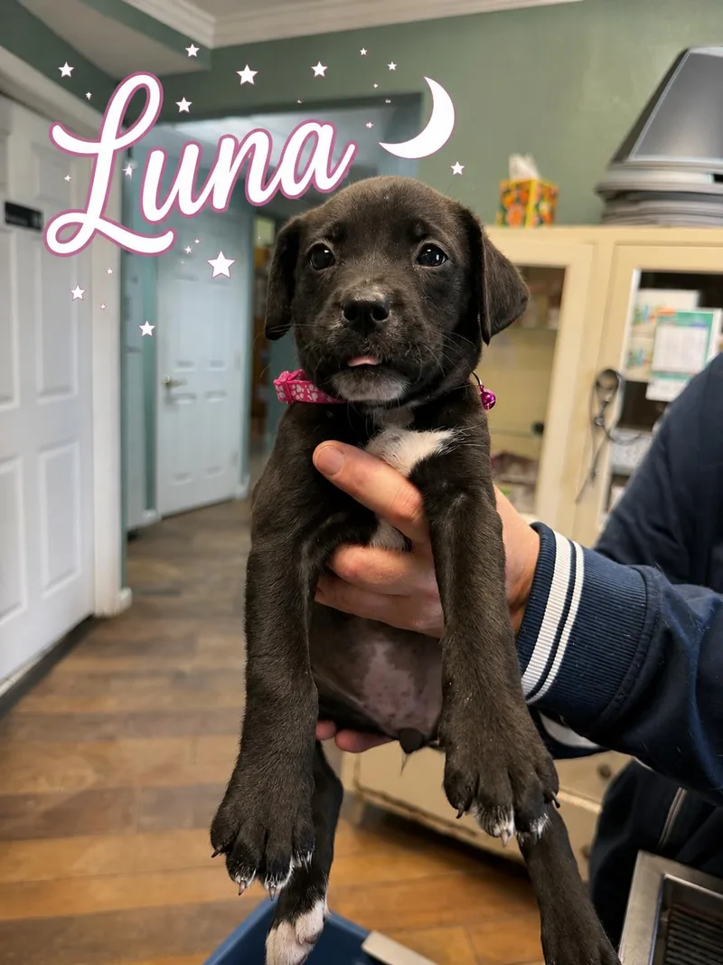 A baby medium-sized female Mixed Breed dog named Luna for adoption in Conway, SC