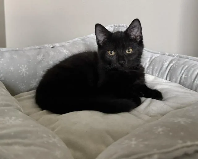 A baby medium-sized female Black Domestic Short Hair cat named Petra for adoption in Grove City, OH