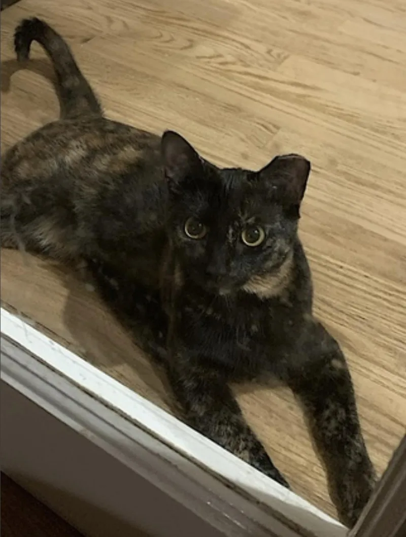 An adult medium-sized female Calico Domestic Short Hair cat named Momma Bear and Baby for adoption in Amherst, MA
