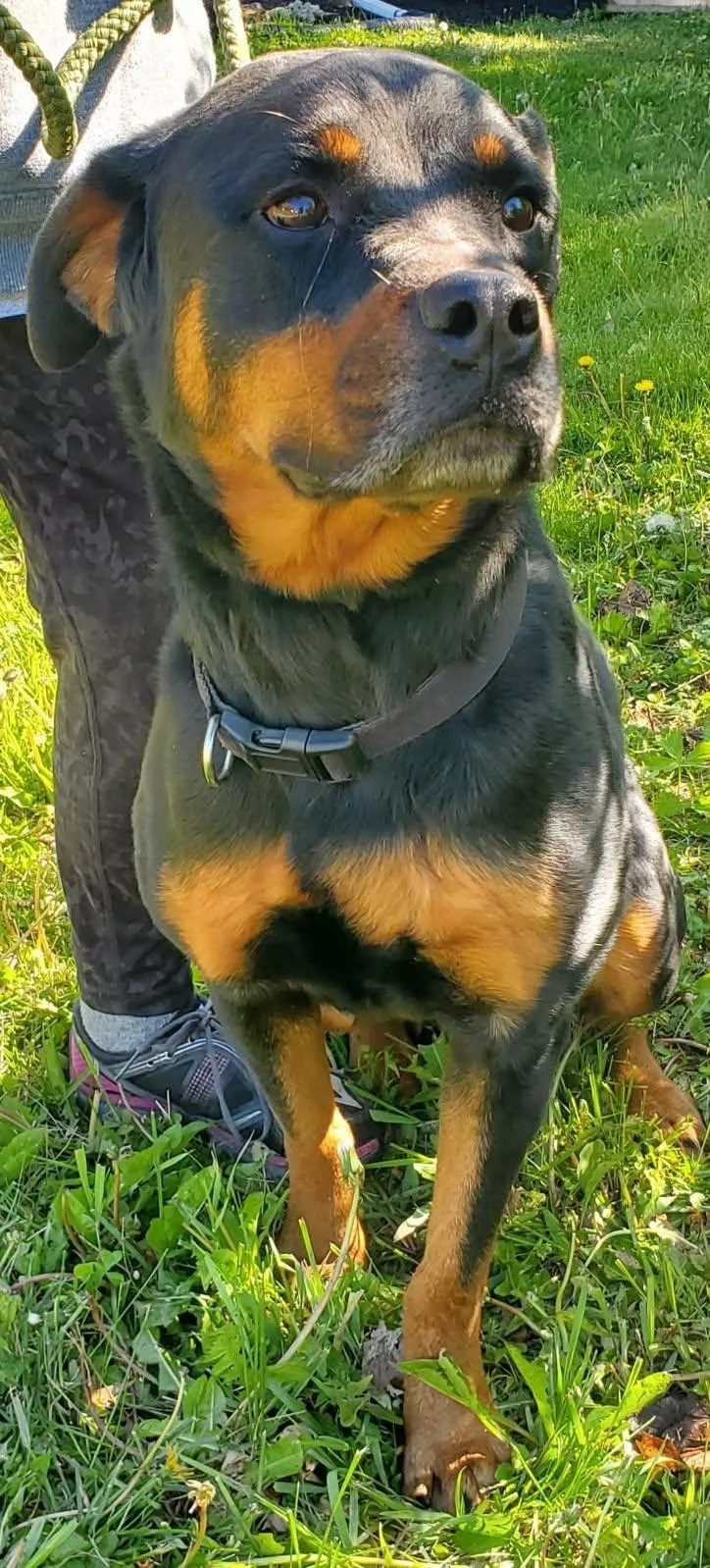 An adult large-sized female Rottweiler dog named Chai for adoption in Oswego, IL