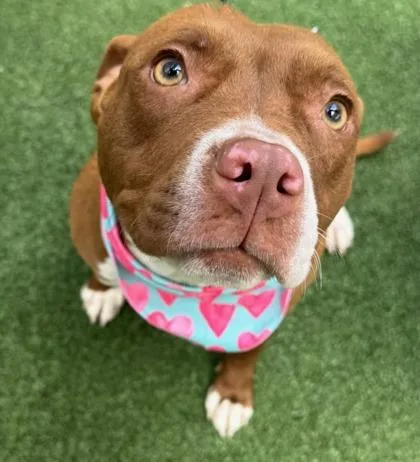 Nefertiti thumbnail 2