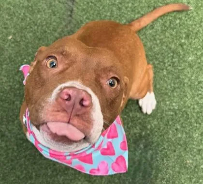 Nefertiti thumbnail 3