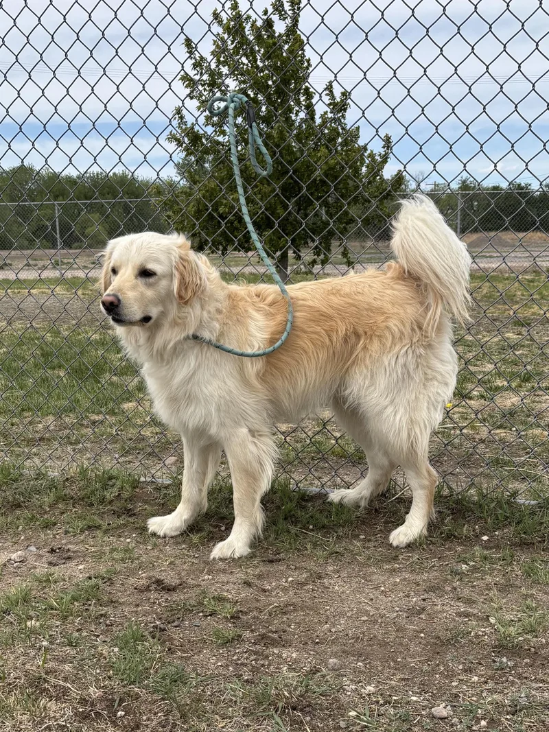 An adult large-sized male Yellow / Tan / Blond / Fawn Great Pyrenees dog named Rocky for adoption in Torrington, WY