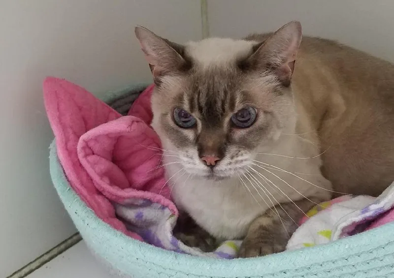 A senior medium-sized female Seal Point Domestic Short Hair cat named Heidi for adoption in Westbrook, CT