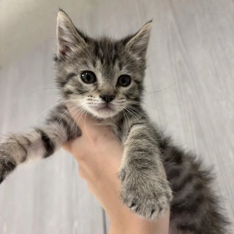 A baby small-sized female Domestic Short Hair cat named Tyla for adoption in Beaumont, TX