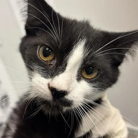 A baby small-sized female Black Domestic Short Hair cat named Doodle for adoption in Jacksonville, FL