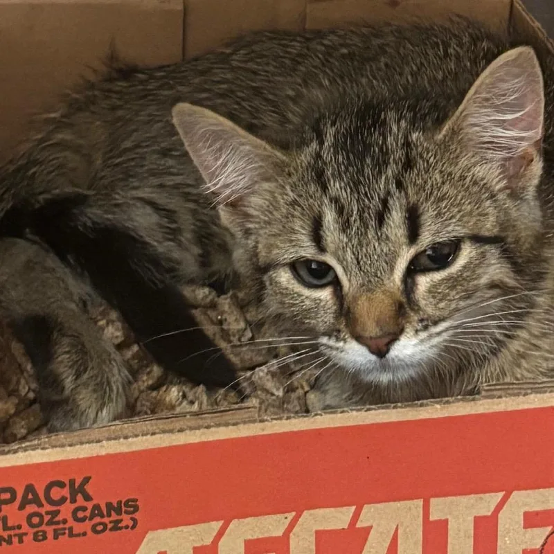A baby small-sized female Brown / Chocolate Domestic Short Hair cat named Zumiez for adoption in Newark, NJ
