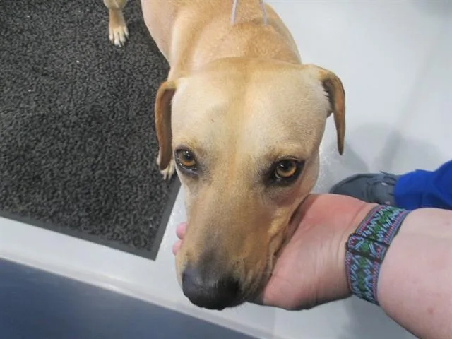 An adult large-sized male Black Mouth Cur dog named Banjo for adoption in Ocala, FL