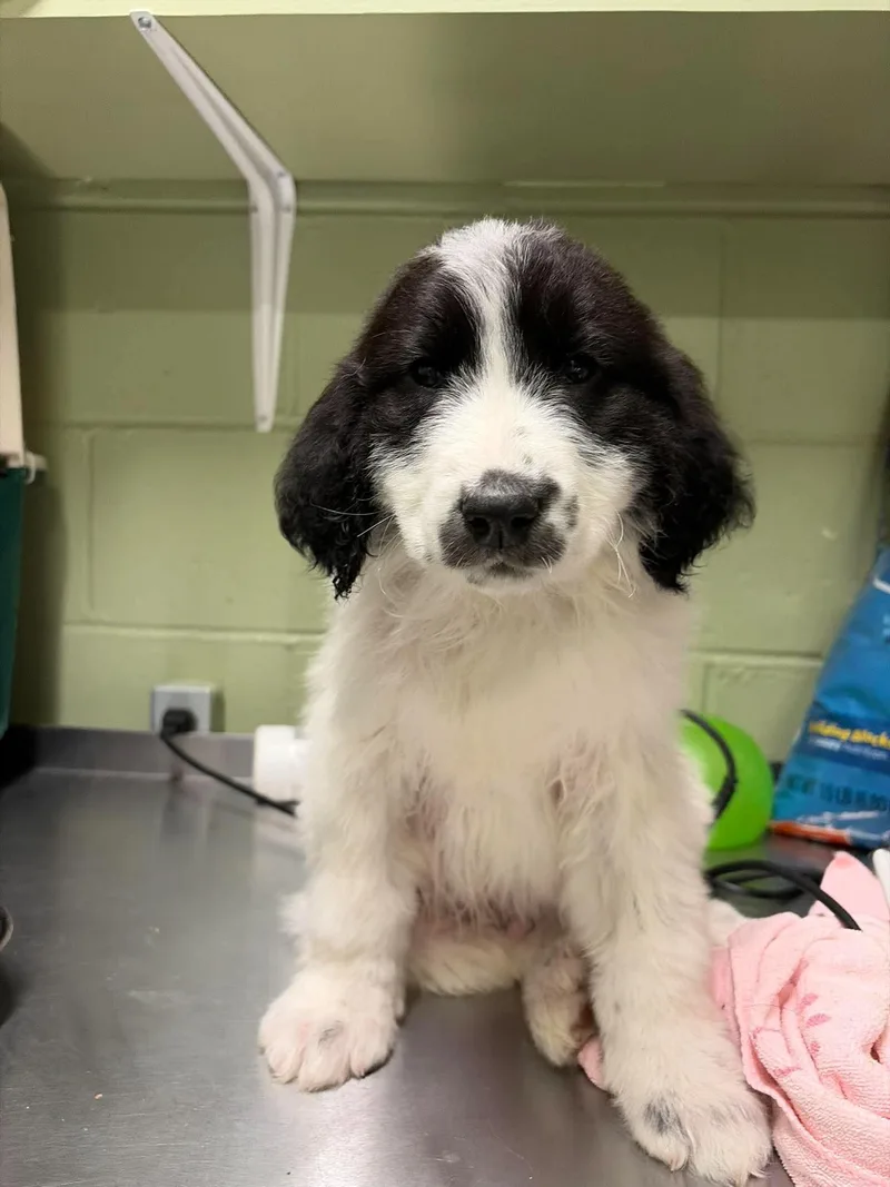A baby medium-sized male Black Great Pyrenees dog named Smudge for adoption in Saint Clairsville, OH