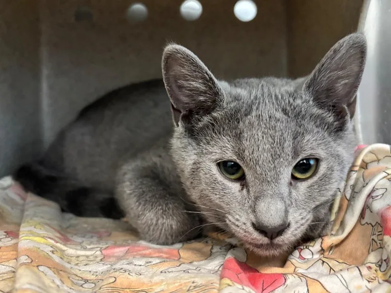 A baby small-sized female Domestic Short Hair cat named Koala for adoption in Powell, OH