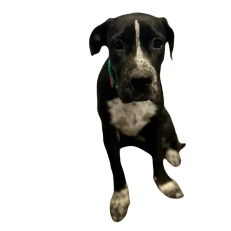 A young large-sized female Mastiff dog named Peyton for adoption in Red Bluff, CA