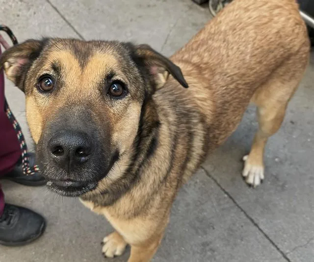 A young medium-sized male German Shepherd Dog dog named Beast for adoption in Tucson, AZ