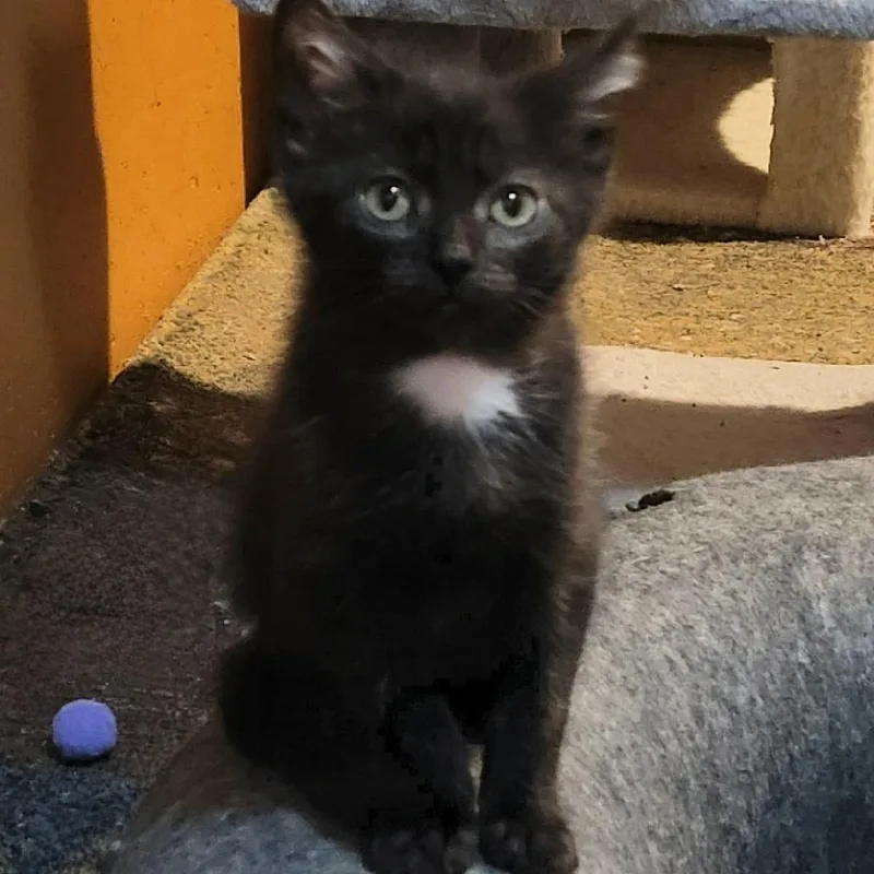 A baby small-sized male Black Domestic Short Hair cat named Otis for adoption in FAIRWAY, KS