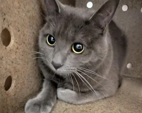 An adult large-sized female Domestic Short Hair cat named Iris for adoption in Salinas, CA