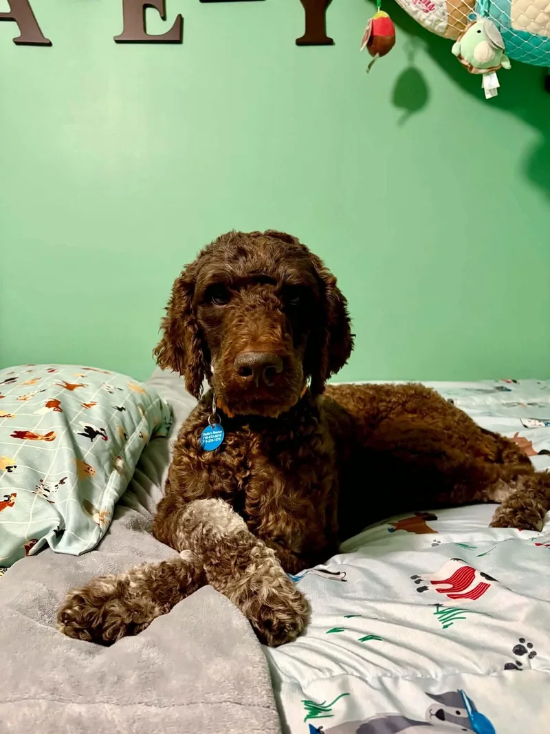 An adult large-sized male Standard Poodle dog named Beau for adoption in Springville, NY