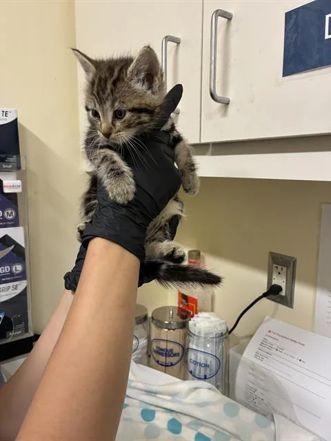 A baby small-sized female Domestic Short Hair cat named Orla for adoption in Fremont, CA