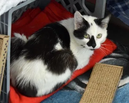 An adult small-sized male Domestic Short Hair cat named Cat Stevens for adoption in West Seneca, NY