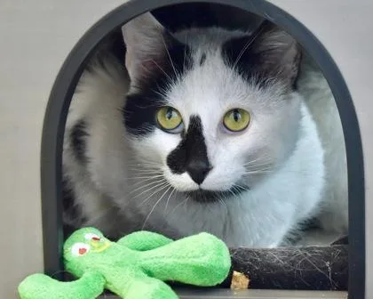 Cat Stevens thumbnail 2